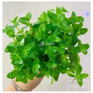 Cây thủy sinh Lệ Nhi