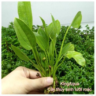 Cây thủy sinh Lưỡi Mác - Chỉ ship miền Bắc và đầu miền Trung