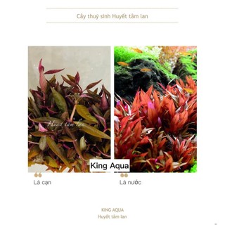 Cây thủy sinh Huyết Tâm Lan