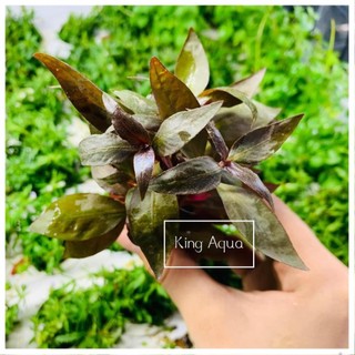 Cây thủy sinh Huyết Tâm Lan (Trung cảnh) (Chỉ ship miền Bắc và đầu miền Trung)