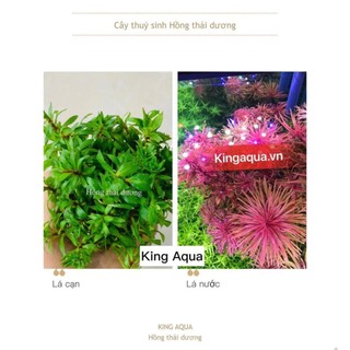 Cây thủy sinh Hồng Thái Dương