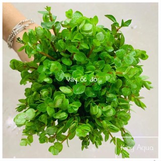 Cây thủy sinh vảy ốc đỏ (Hậu cảnh) (Chỉ ship miền Bắc và đầu miền Trung)