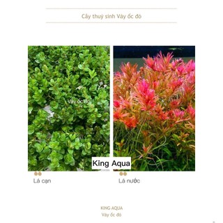 Cây thủy sinh vảy ốc đỏ