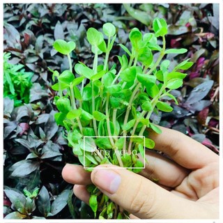 Cây thủy sinh vảy ốc đỏ (Hậu cảnh) (Chỉ ship miền Bắc và đầu miền Trung)