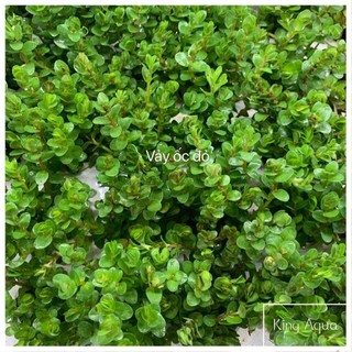 Cây thủy sinh vảy ốc đỏ (Hậu cảnh) (Chỉ ship miền Bắc và đầu miền Trung)
