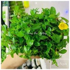 Cây thủy sinh Hoàng Thái Dương