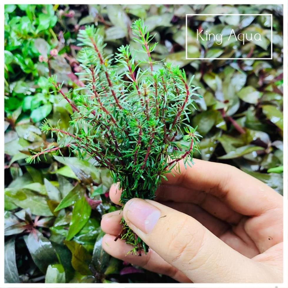 Cây thủy sinh Luân Thảo Đỏ (Hậu cảnh) (Chỉ ship miền Bắc và đầu miền Trung)