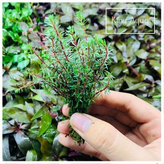 Cây thủy sinh Luân Thảo Đỏ