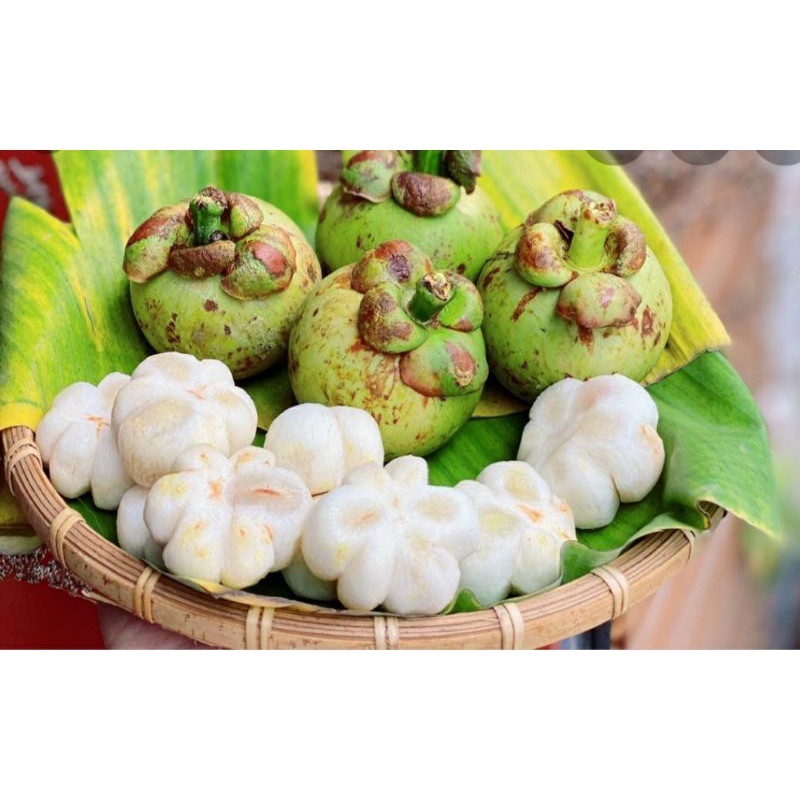 Măng Cụt Xanh ( Chưa gọt vỏ)