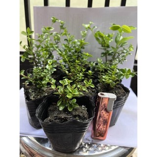 Bonsai sam hương mini