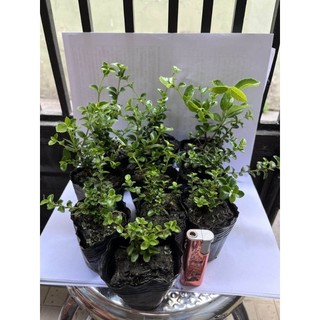 Bonsai sam hương mini