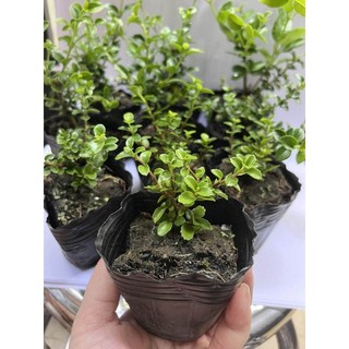 Bonsai sam hương mini