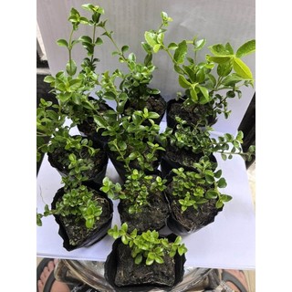 Bonsai sam hương mini