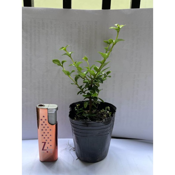 Bonsai sam hương mini