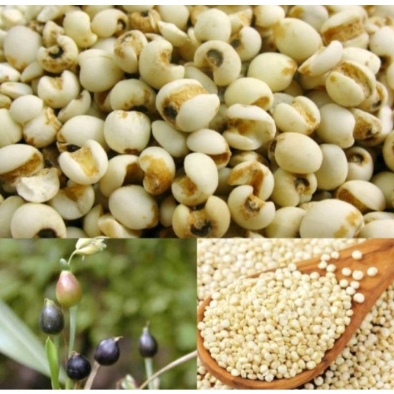 Ý dĩ lẻ như sỉ 1kg/50k