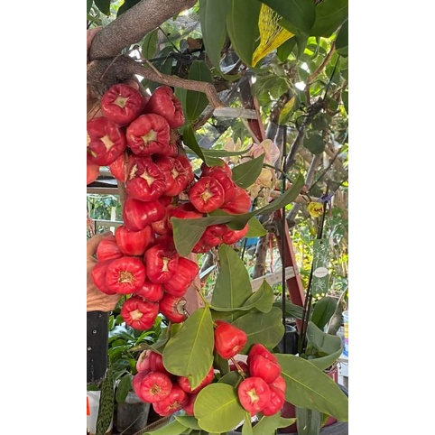 Mận Hồng đào huyết