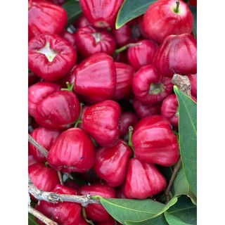 Mận Hồng đào huyết