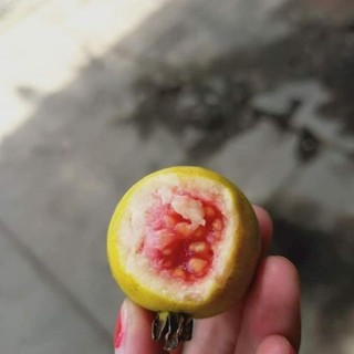 Ổi sẽ chín rất thơm