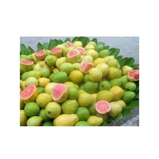 Cây 🌲 Ổi sẽ ( ổi xưa ) chín rất thơm