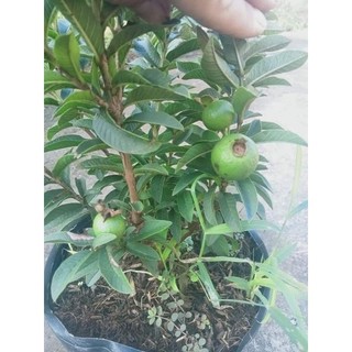 Cây 🌲 Ổi sẽ ( ổi xưa ) chín rất thơm