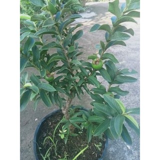 Cây 🌲 Ổi sẽ ( ổi xưa ) chín rất thơm