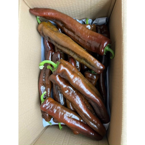 Ớt trái cây - Ớt Palermo