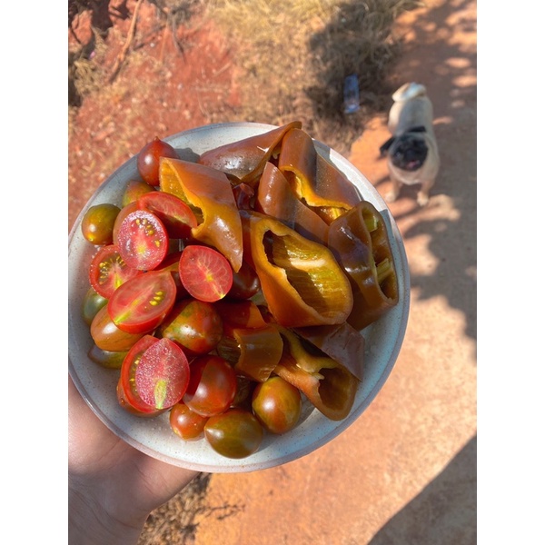 Ớt trái cây - Ớt Palermo