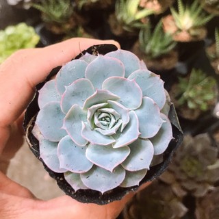 Sen đá hồng phấn nguồn gốc việt nam, đã thuần khí hậu, siêu khoẻ đẹp, lỗi 1 đổi 1
