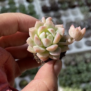 Sen đá Dù Hồng