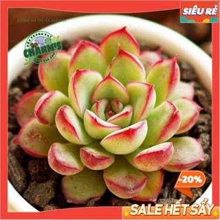 - sen đá viền hồng - sen đá viền lửa size mini siêu xinh - loại cây đã thuần thời tiết mayaa
