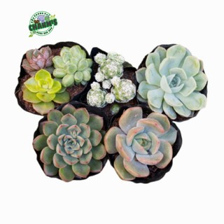 Combo 5 bầu cây sen đá - khẳng định lỗi 1 đổi 1