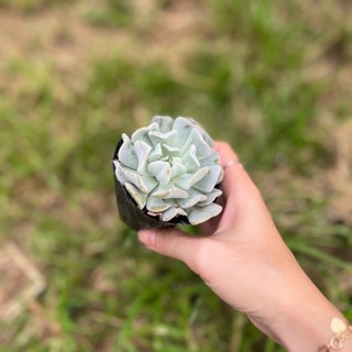 Sen đá cúc tím giống mới, sen đá size bầu - loại cây đã thuần khí hậu