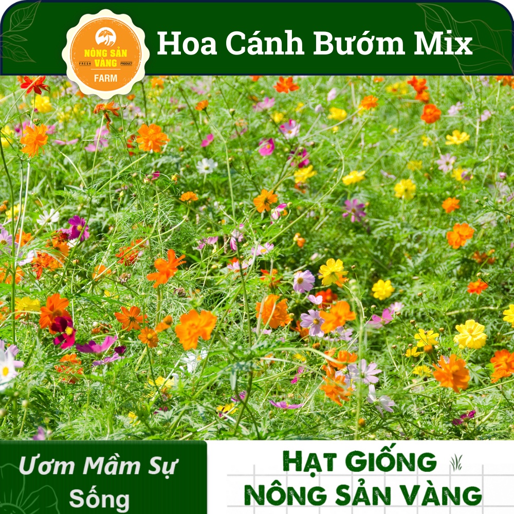 Hạt giống Hoa Sao Nhái (Cánh Bướm), Hoa Đẹp, Dễ Gieo Trồng, Rất Dễ Chăm Sóc, Nhiều Màu (Gói 100 hạt) - Nông S