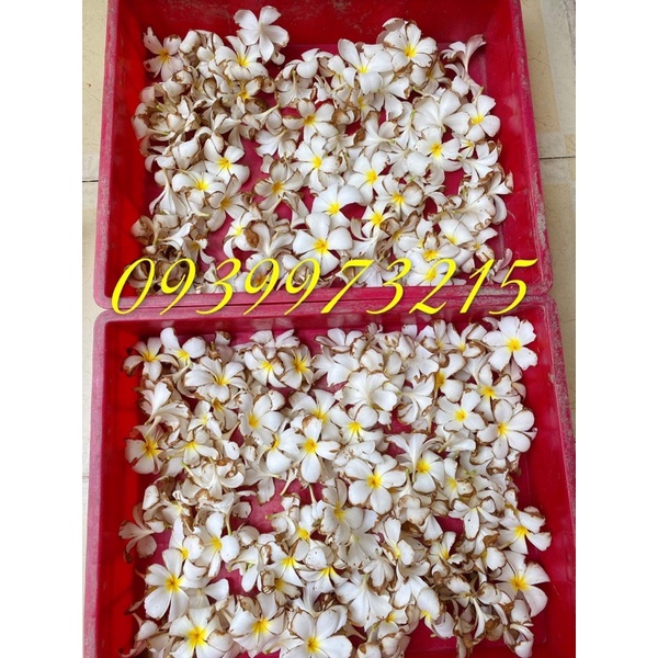 Hoa sứ khô nhà trồng sạch sẽ 200g,500g