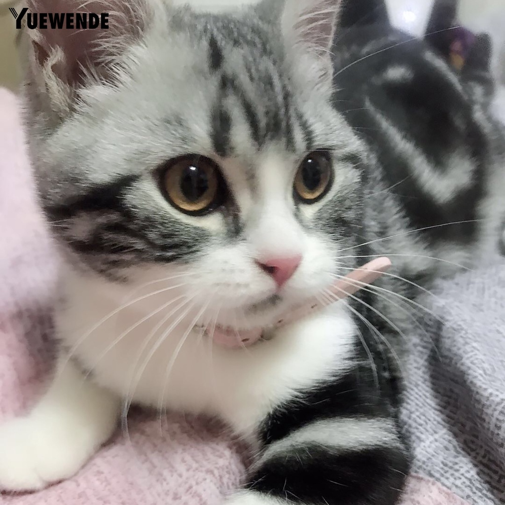 Vòng Cổ Nhiều Màu Sắc Thân Thiện Với Da An Toàn Dành Cho Thú Cưng