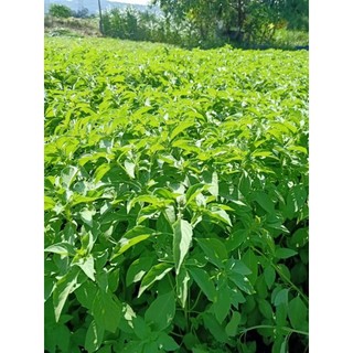 Hạt giống é trắng chuẩn lá é Phú Yên 50k/100gr
