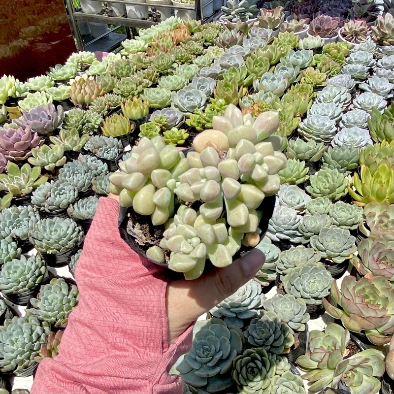 Sen Đá Kim Tuyến - size Bầu - Xả đất khi gửi ạ
