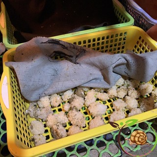 (10 Ổ Chính Vụ) Trứng Ốc Nhồi Miền Bắc Nuôi Tại Trang Trại ThaoVi.Farm - Tặng 1 Gói Cám Cao Cấp