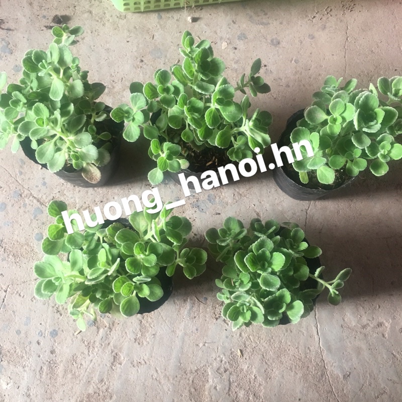 Sen thơm trồng bầu (1 bầu)
