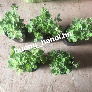Sen thơm trồng bầu (1 bầu)