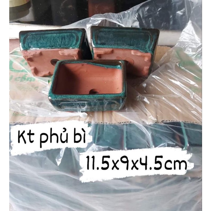 chậu nhỏ trồng sen đá trồng cây mini nhiều dáng chậu