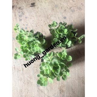 combo 3 sen thơm trồng bầu