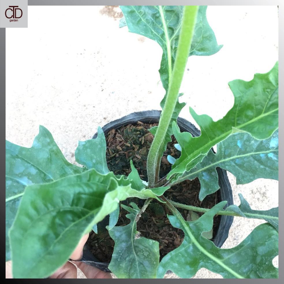 Cây hoa ĐỒNG TIỀN cao, chiều cao 30-35cm cây đã có nụ và hoa  17