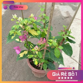 Cây hoa giấy cẩm thạch hoa 2 màu hồng trắng, cây 50-60cm