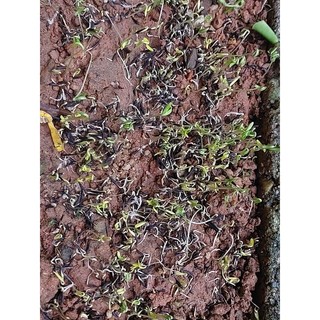 Hạt hoa sao nhái trắng 100gr