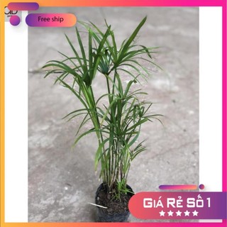 [Giá Tốt] Cây thủy trúc Thái thủy sinh, Cao 30cm