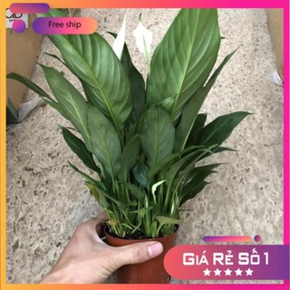 Cây lan ý trồng nội thất để bàn, chiều cao 30cm bụi to sum hoa đẹp dễ chăm sóc