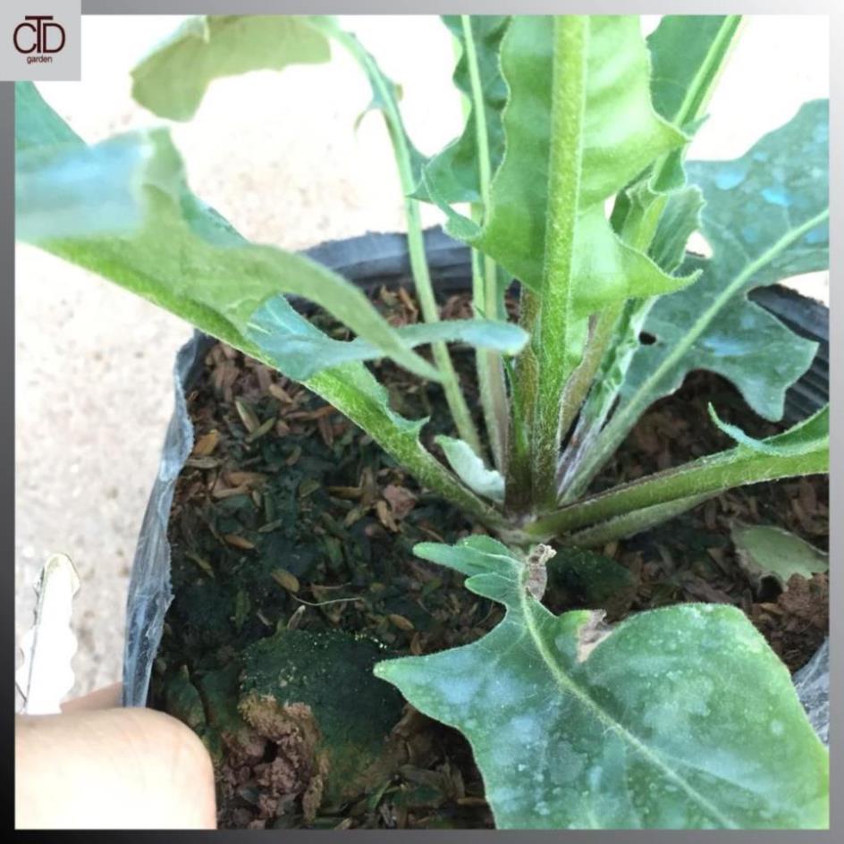 Cây hoa ĐỒNG TIỀN cao, chiều cao 30-35cm cây đã có nụ và hoa  17