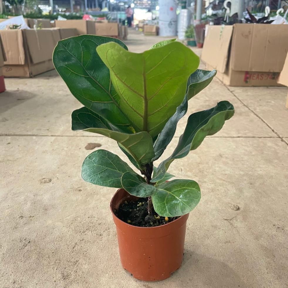 Cây Bàng Singapore mini 20cm