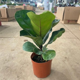 [Giá Tốt] Cây Bàng Singapore mini 20cm